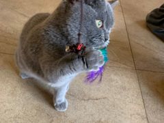 -猫咖时代(中山亭店)