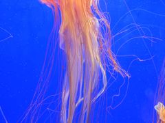 -上海海洋水族馆