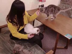 -猫色咖啡·猫咖