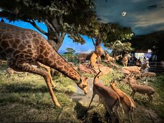 -国家自然博物馆