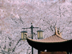-苏州上方山国家森林公园