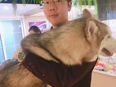 -Husky Go! 哈士奇体验馆·宠物咖啡厅狗咖