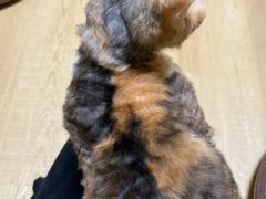 -Meowの猫咖(万家丽店)