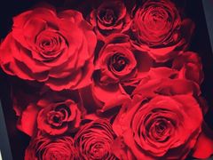 -ROSEONLY诺誓(沈阳万象城店)