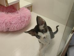 -70cat德文卷毛猫·缅因猫纯种猫舍
