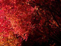 -上海市龙华烈士陵园