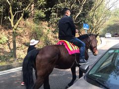 -铁山坪森林公园