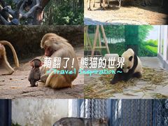 -深圳野生动物园
