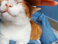 -创凡宠物医院·骨专科  猫科中心(西乡分院)