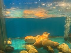 -太平洋PACIFIC SPA•奢睿水疗(万象城店)