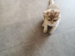 -飞行喵MR PILOT|猫舍·猫咖(静安大融城店)
