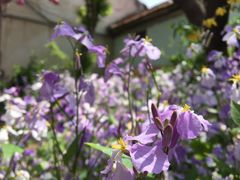 -莱阳濯村樱花园