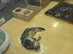 -宠物世家(仲盛世界商城店)