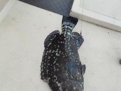 -小猫钓鱼海钓俱乐部(椰梦长廊店)