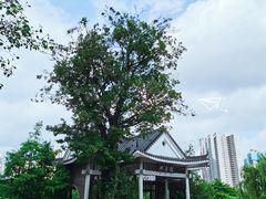 -映月湖公园