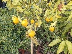 -龙大花卉苗木市场