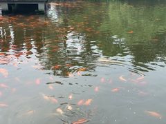 -西湖外事游船(花港观鱼码头)