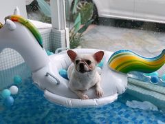游泳-BABYDOG宝贝狗宠物乐园(欧洲城店)