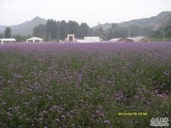 -紫海香堤香草艺术庄园