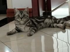 -天使宠物医院·犬猫分诊(彩虹店)