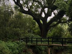 -古堰画乡景区