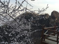 -大岭沟猕猴桃谷风景区