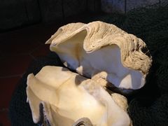 -贝壳梦幻世界