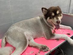 -宠福鑫康馨动物医院·骨科·眼科