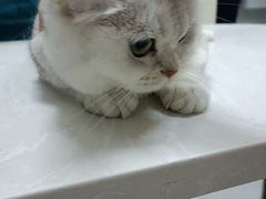 -中农国际动物医院24小时·猫科·骨科·急重症中心