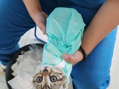 -瑞派福兴宠物医院犬猫全科·骨科·中西医结合(河东店)