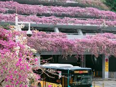 -深圳仙湖植物园