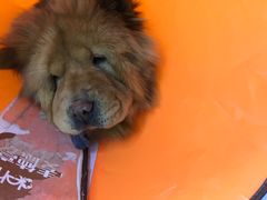 -达爱动物医院·犬猫分区·CT·复杂眼科(远洋山水分院)