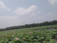 -荷塘月色湿地公园·向阳花洲
