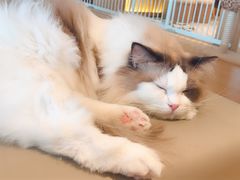 -猫腻·猫咖·撸猫馆(星光大道店)