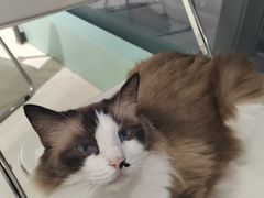 -怪兽屋·羊驼·猫咖·狗咖(俊华广场店)