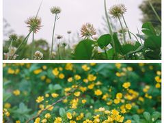 -八大山人梅湖景区