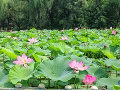 -承德避暑山庄景区