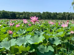 -东郊湿地公园
