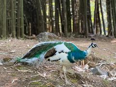 -云南勐巴娜西珍奇园