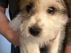 -天宠宠物医院24小时·急重症诊疗中心·全科·腔镜特色(和平分院)