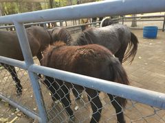 -长白岛森林公园