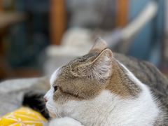 -喵屿·大理花园猫咖