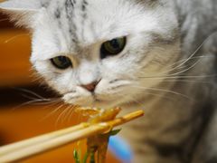 -陈添記·祖傳爽鱼皮·西关老字号(广州首店)