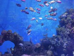 -石家庄极地海洋世界