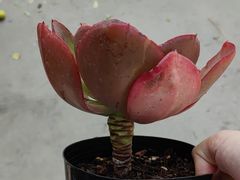 -金科花卉市场