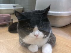 -momokira米努特·德文卷毛猫·棉花面纱犬