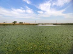 -宁波杭州湾国家湿地公园