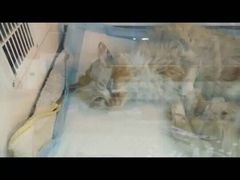 盛京一禾-盛京一禾