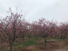 -天适樱花悠乐园