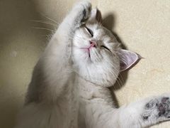 -lincat·猫舍(广州店)